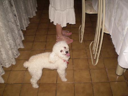 CCB Hinos - a mascote da familia