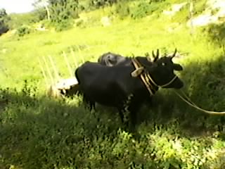 CCB Hinos - 