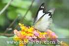 Hinos CCB 303 Cantado pelo Ir: Florindo