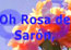 360 - Rosa de Saron